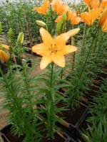 [4058 Talisker No01.JPG]